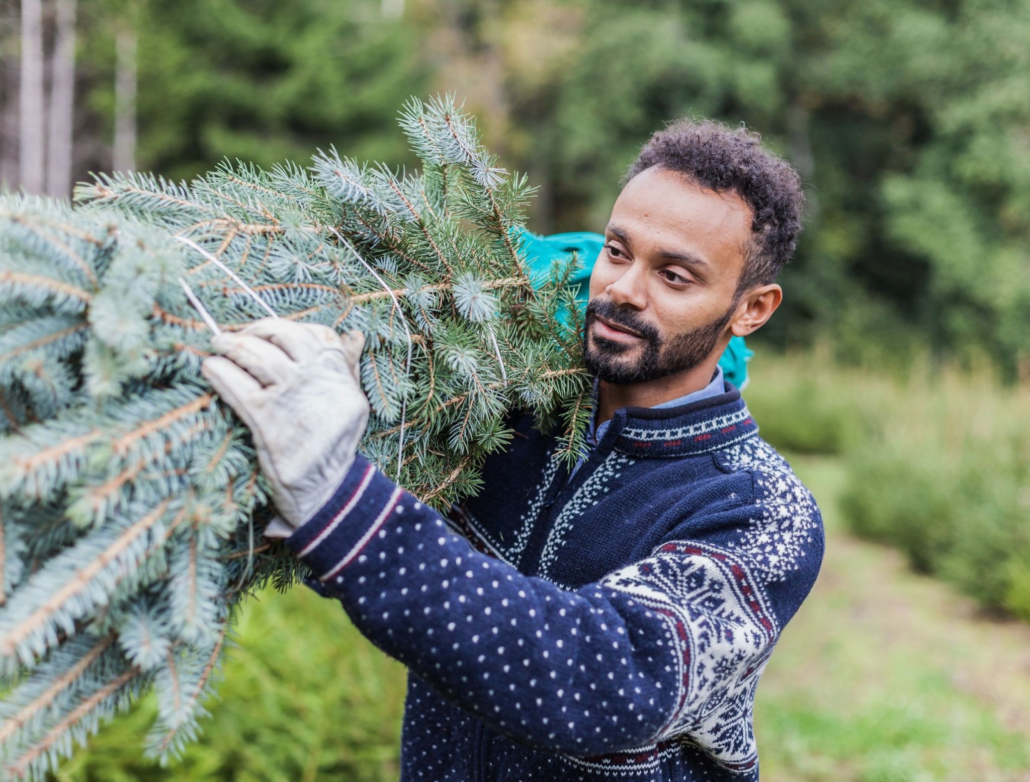 7 TIPS TO MAKE YOUR CHRISTMAS TREE LAST LONGER Flipboard