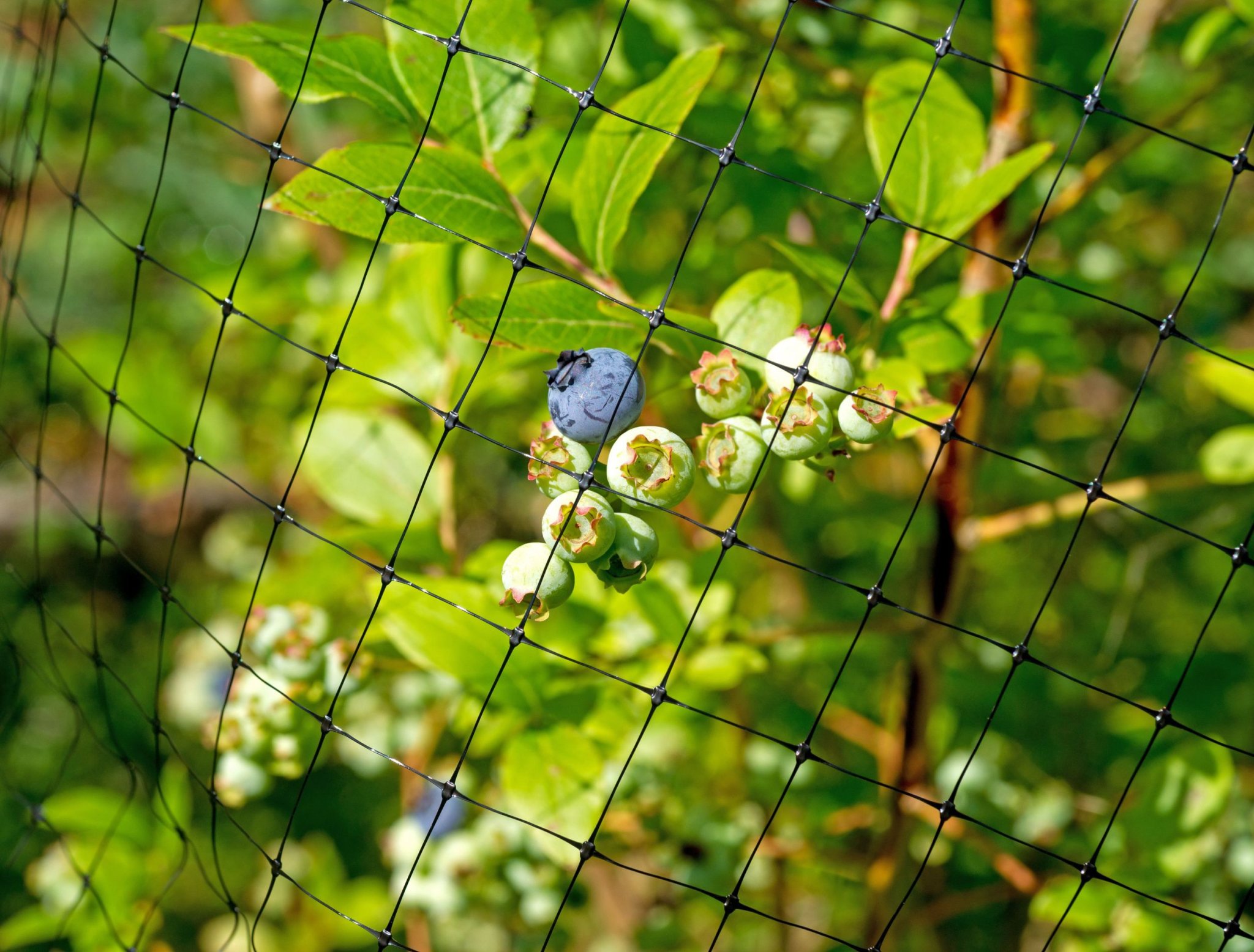 6 Ways to Prevent Birds From Eating Your Blueberries