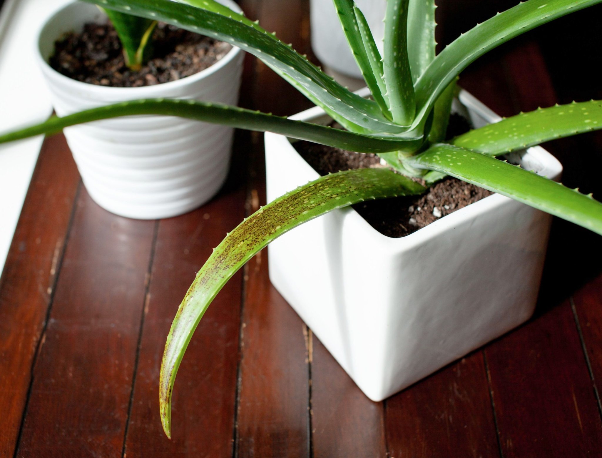 Why Your Aloe Plant is Drooping