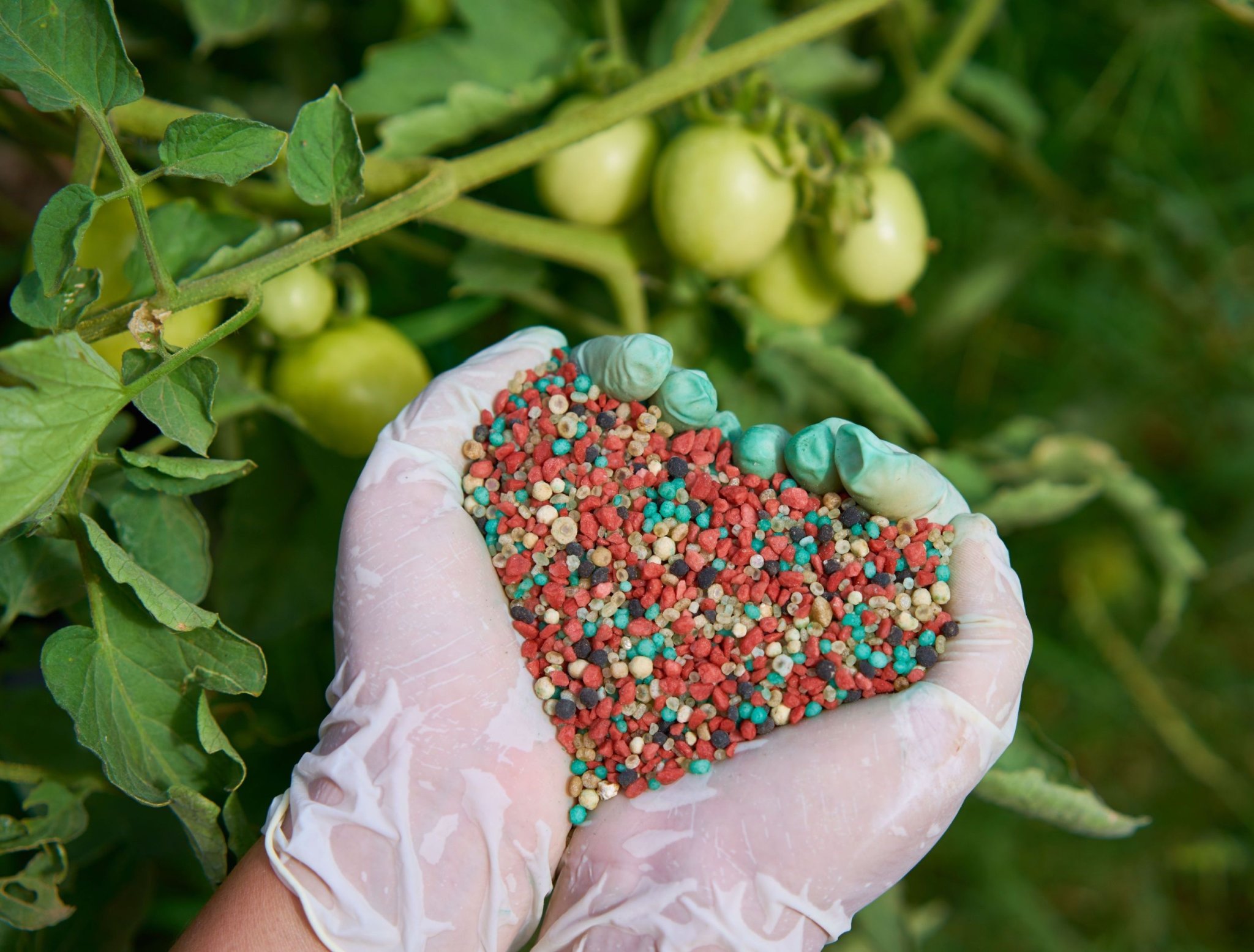 When Should You Fertilize Your Tomato Plants