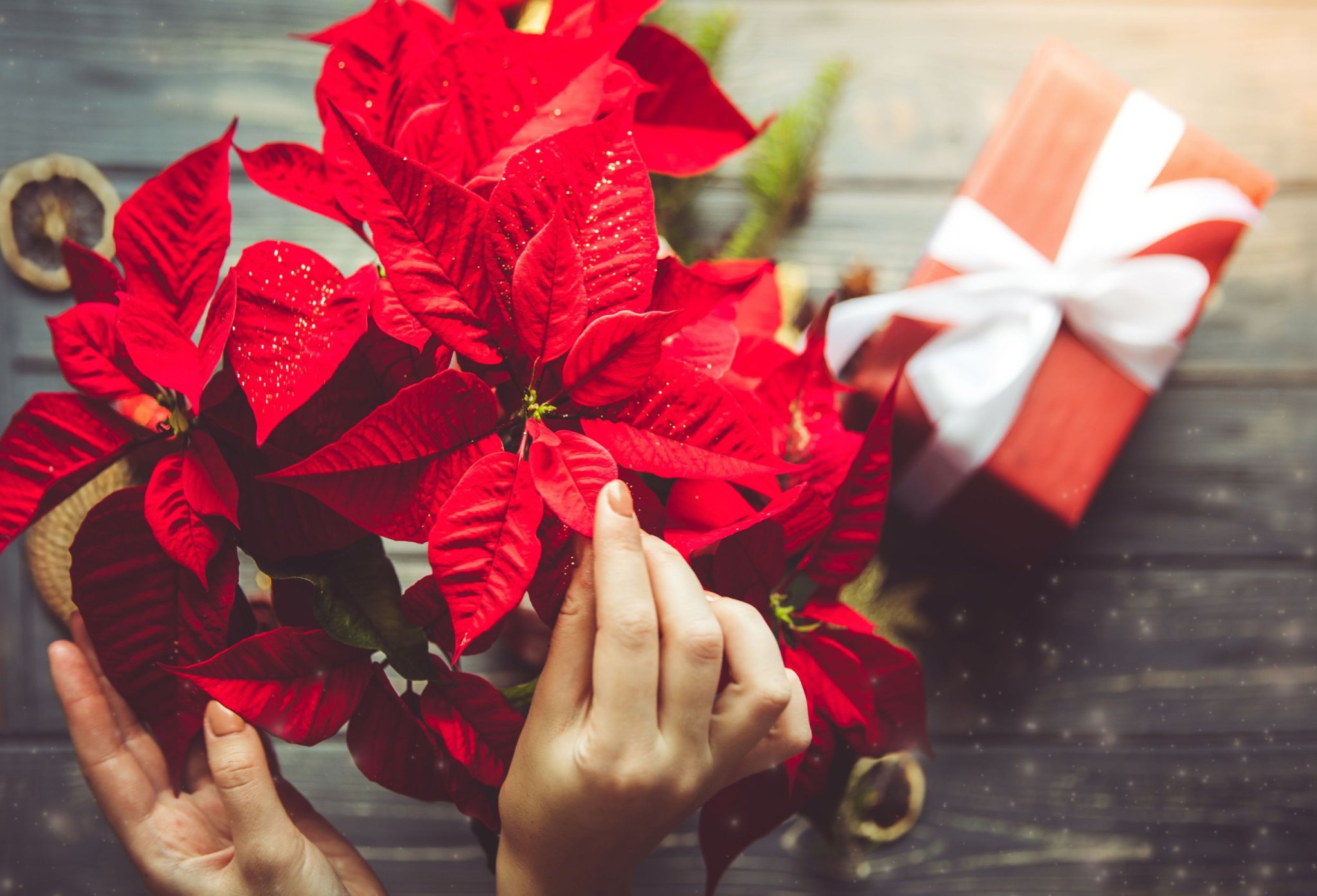 10 Things You Should Know About Poinsettia