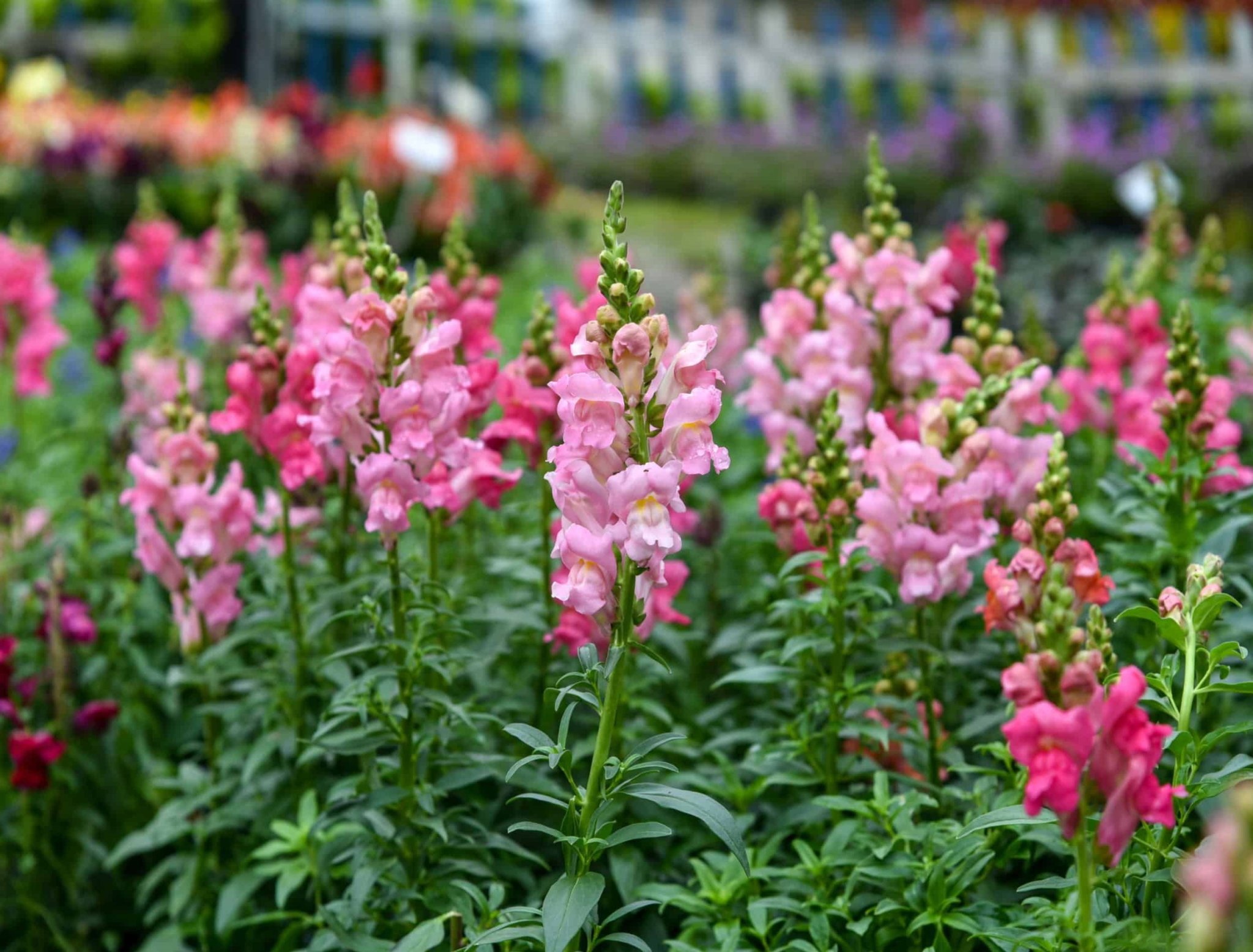 How to Grow and Care for Snapdragons