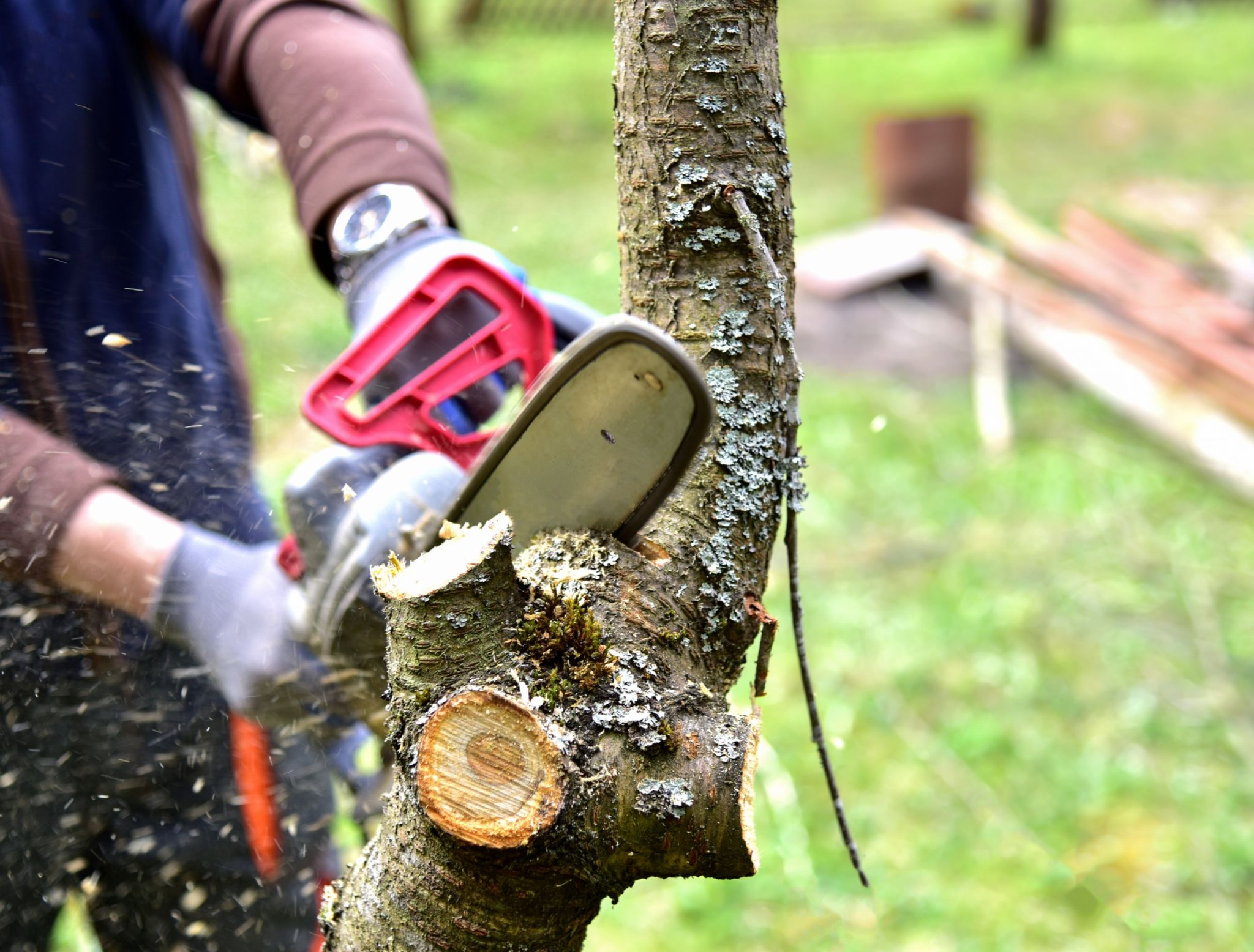 The Best Mini Chainsaw for Tree Pruning