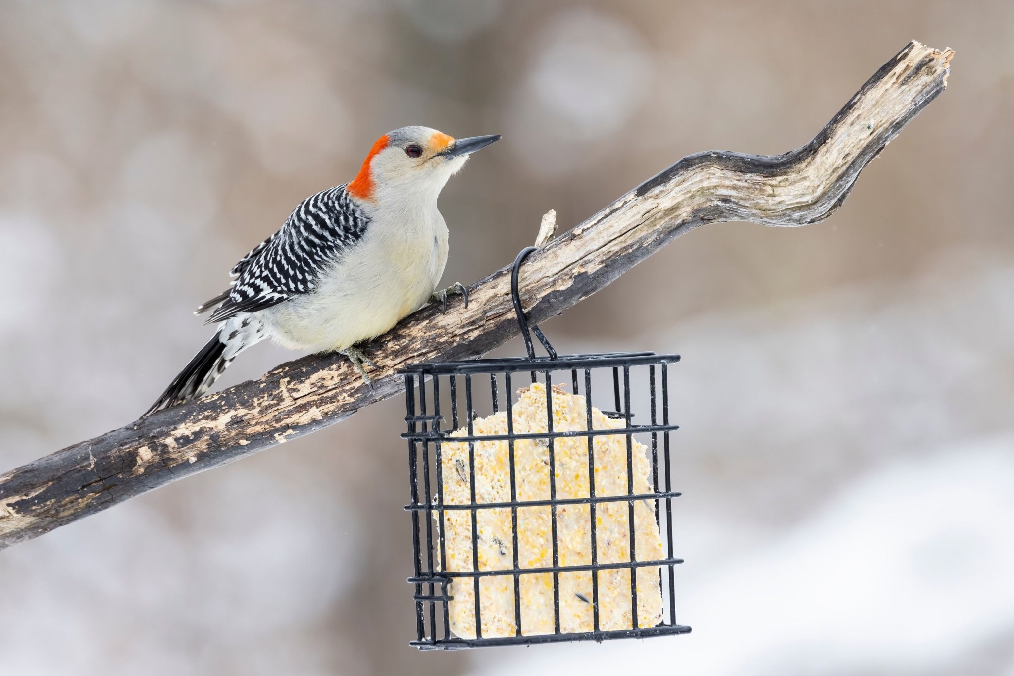 5 Tips For Attracting Woodpeckers to Your Backyard
