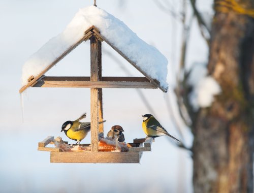 6 Ways to Attract Birds To Your Backyard in Winter