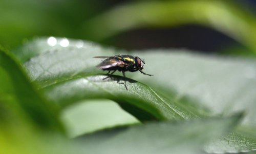 8 Fly Control Products That Really Work to Get Rid of Flies