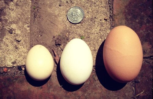 What's the Deal with Farm Fresh Eggs?