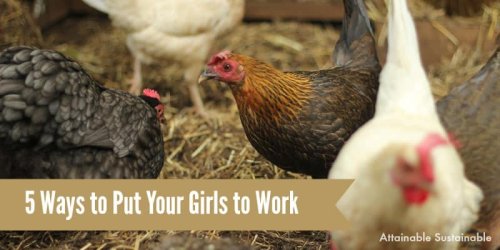 Awesome Work Chickens Can Do to Help You on the Homestead