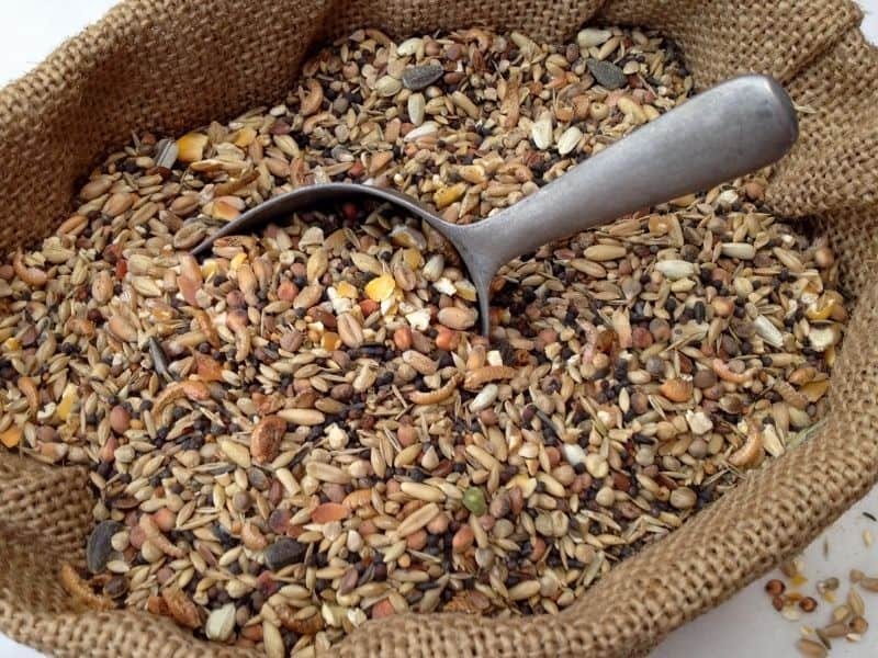 Best Chicken Feed For Laying Hens