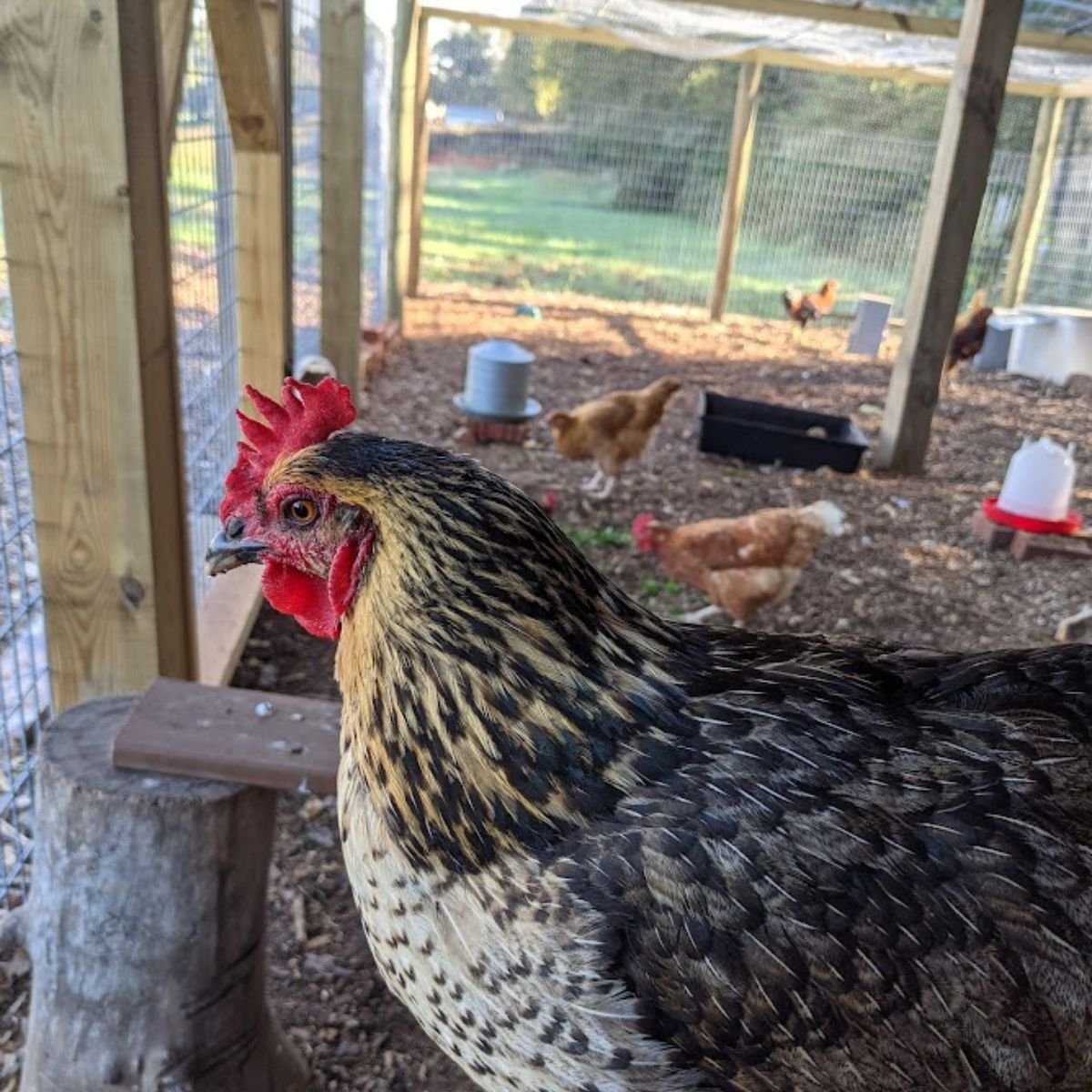 How To Predator Proof The Chicken Coop And Run