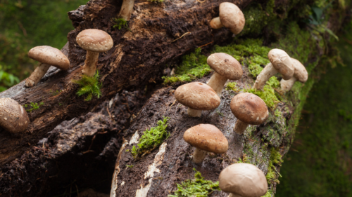 Turn a Log into a Mushroom Farm with This Simple Method