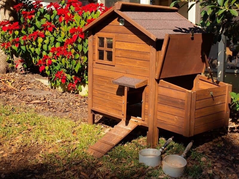 9 Chicken Coop Must Haves - The Basics And More