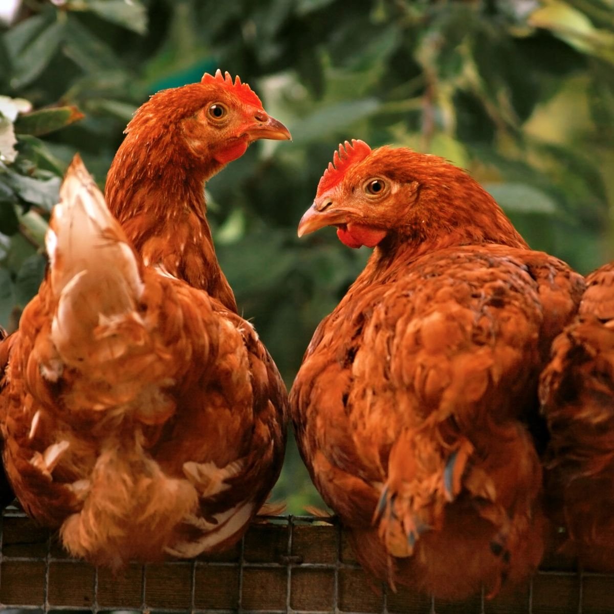Quick Guide To Raising Backyard Chickens