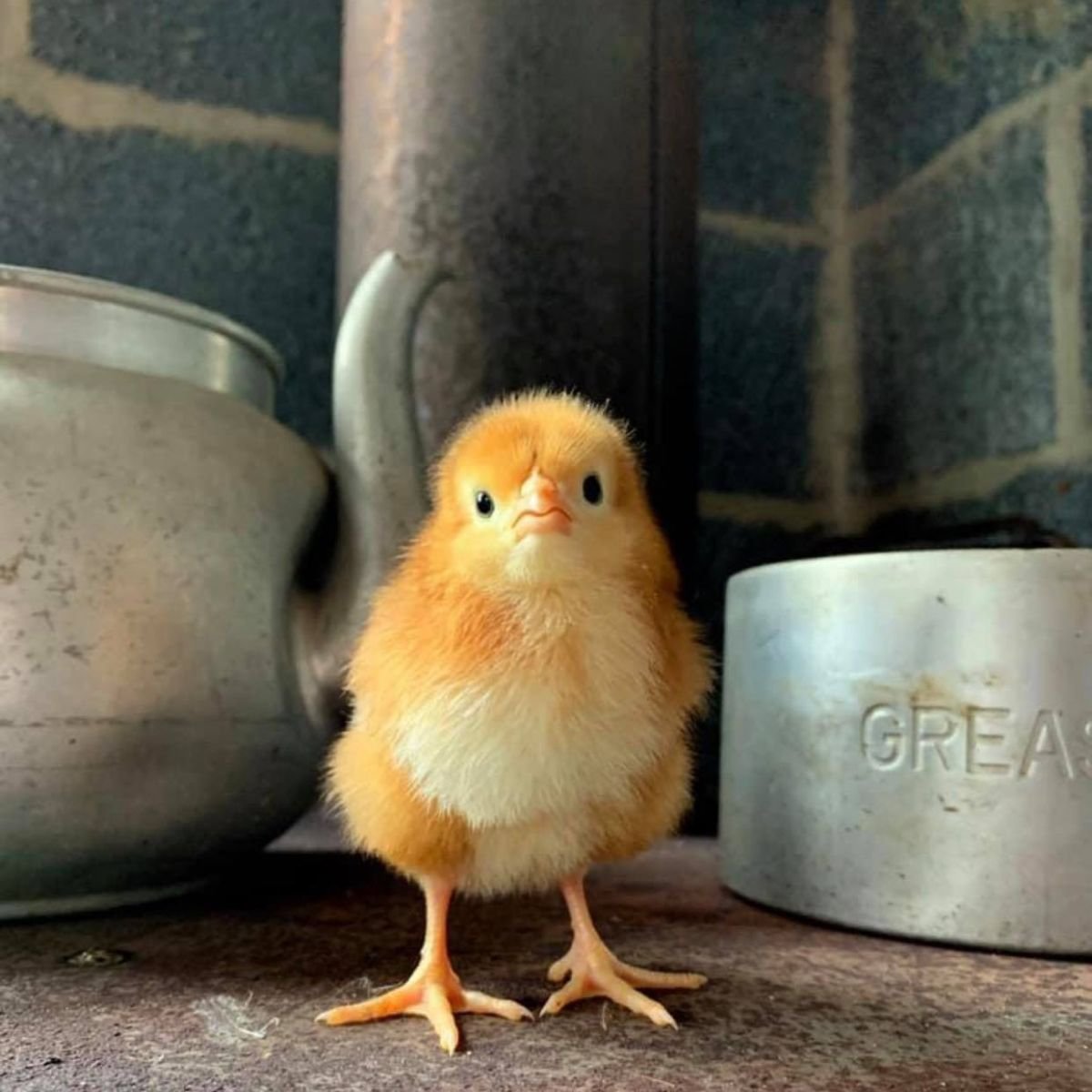 So You Want To Raise Chickens? What You Need To Know Before You Get Chickens