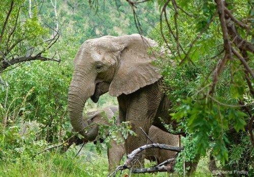 South Africa: Pilanesberg Game Reserve and National Park | BaldHiker