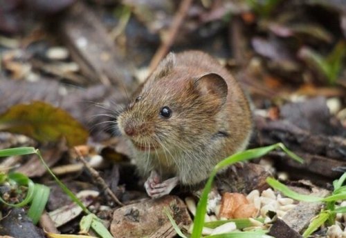 The Bank Vole At The Bottom Of The Garden | BaldHiker