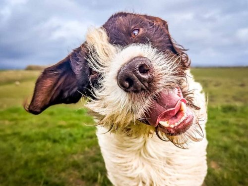 Living With A German Wirehaired Pointer | BaldHiker