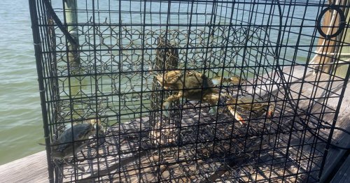 Chris Dollar on the outdoors: Everyone has an opinion on why blue crab numbers are low and how to fix the problem | COMMENTARY