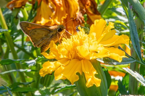 Howard’s annual Butterfly Survey finds 70 unique species during 2023 count