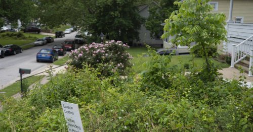 A Baltimore County man’s ‘No Mow May’ effort landed him on the wrong side of county code. Now, he’s hoping for change.