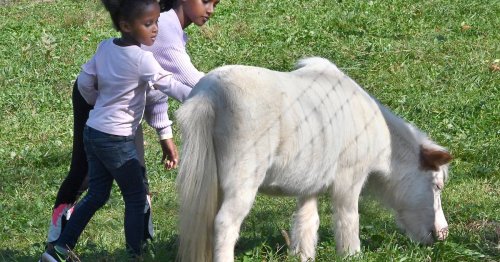 Cuddle with a baby animal at Mary’s Land Farm in Ellicott City to mark Mental Health Awareness Month in May | CLARKSVILLE