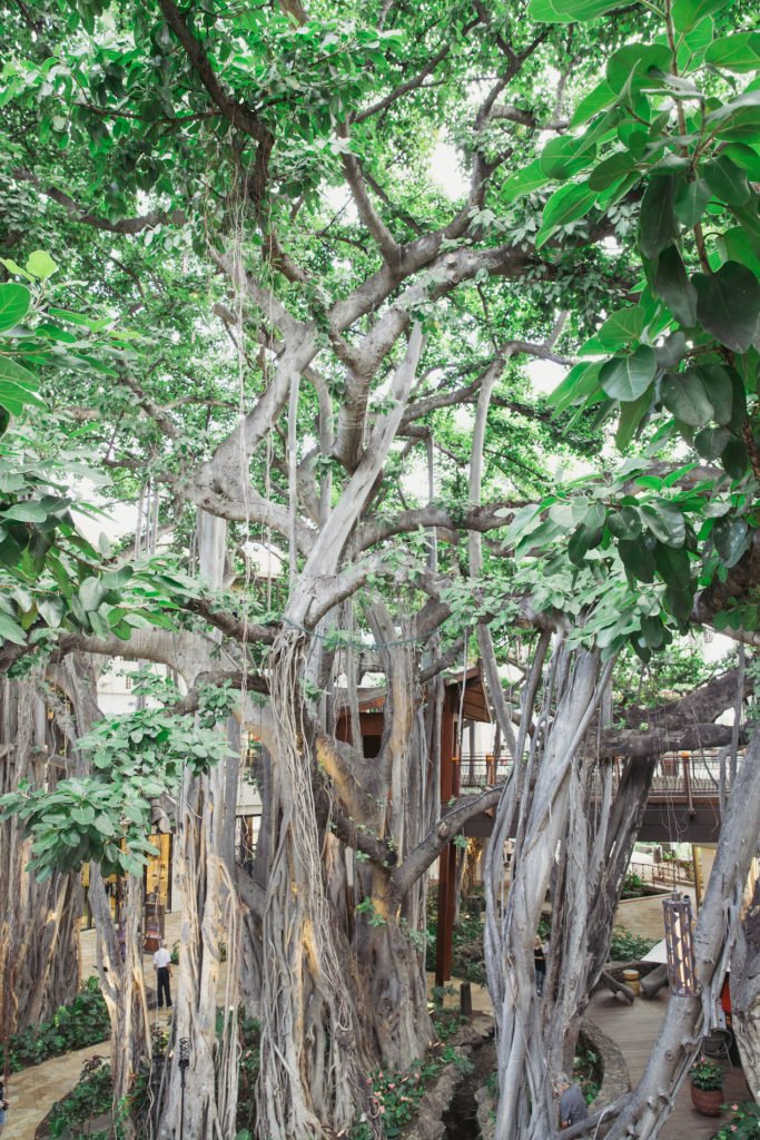 A Living Landmark | Banyan