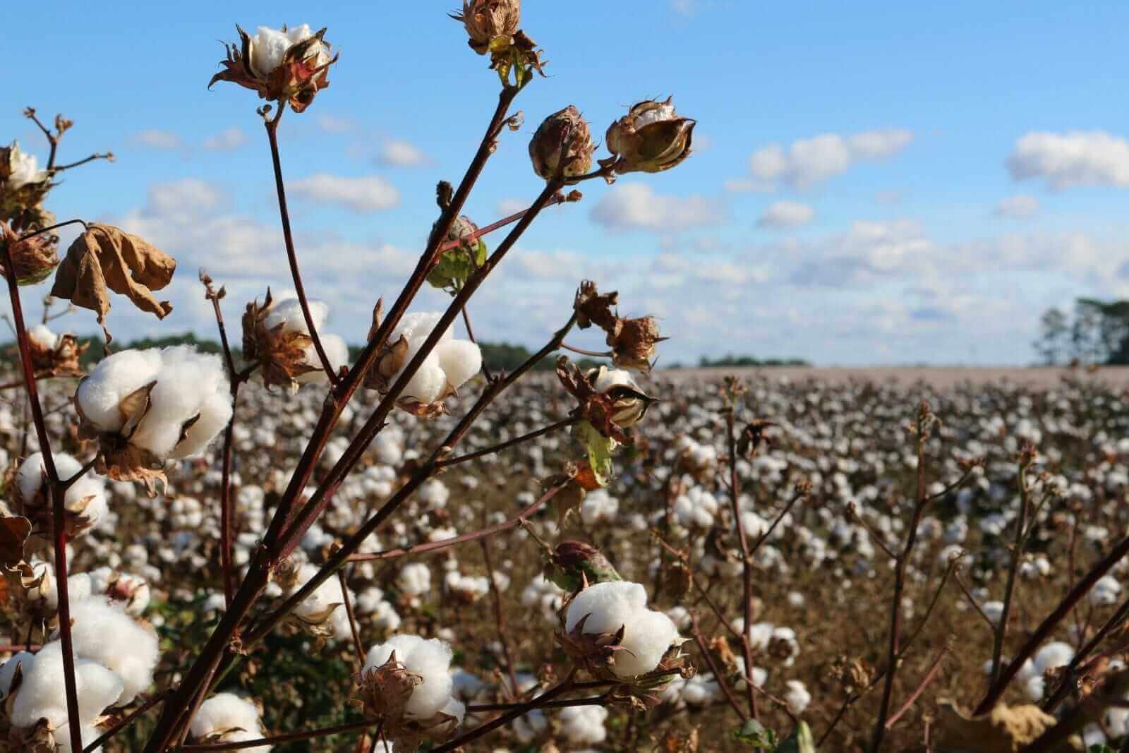 Cotton Back to Mixed Monday Action