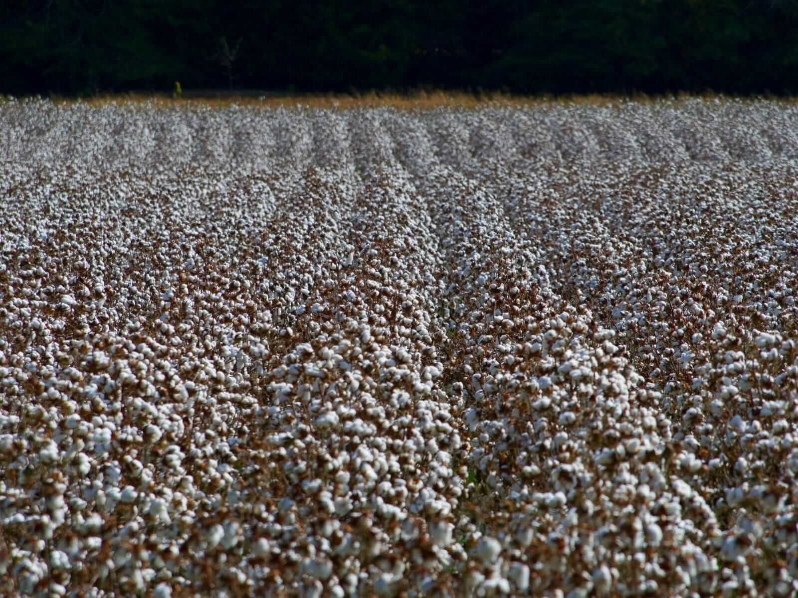 Cotton Sneaking Lower on Friday Morning
