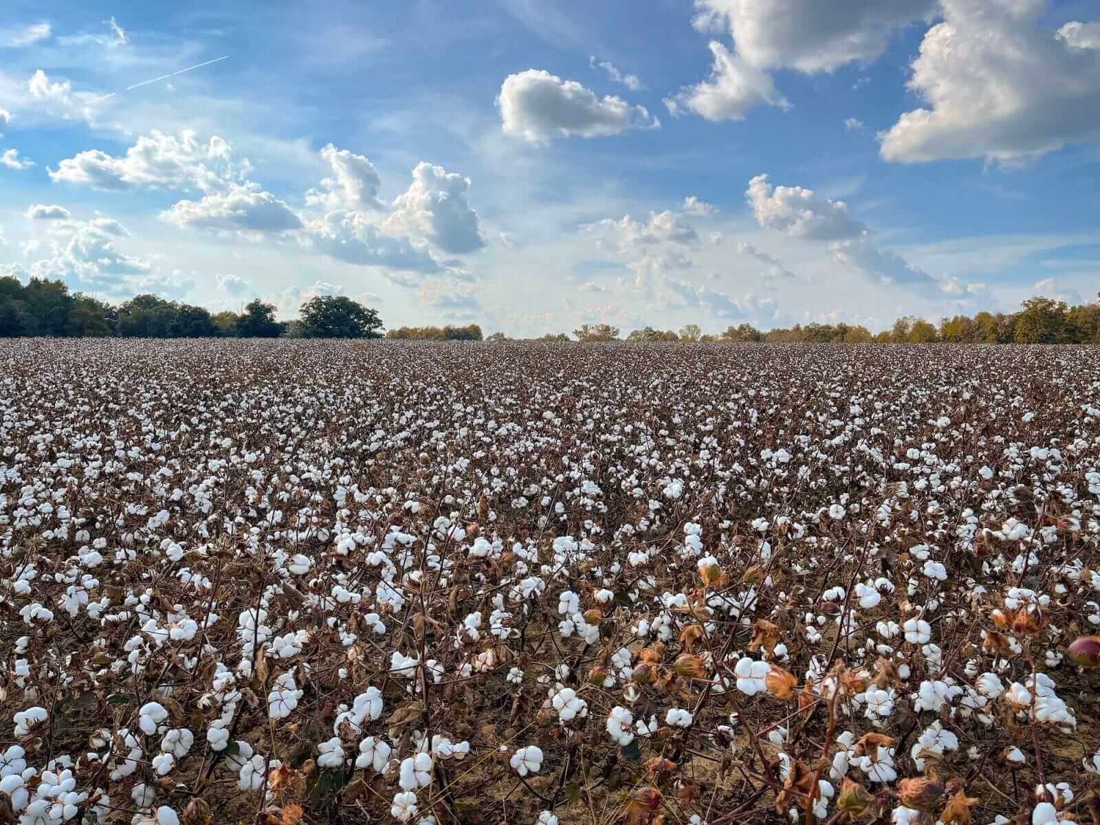 Cotton Continuing Pullback on Tuesday Morning