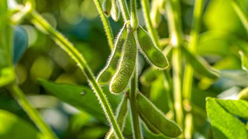 Soybeans Showing Tuesday AM Strength