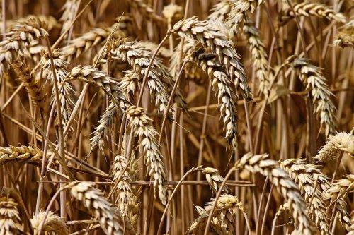 Chart of the Day - July Wheat