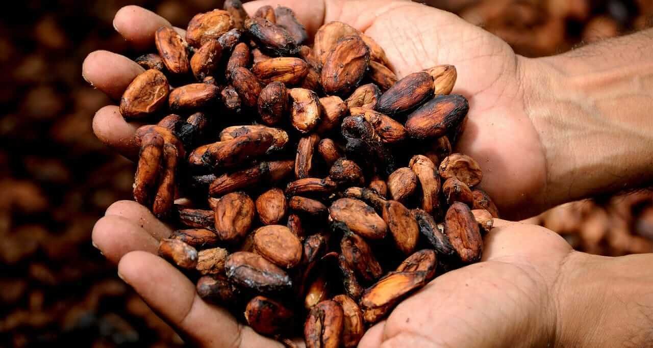 Cocoa Prices Pressured by Beneficial Rain in West Africa