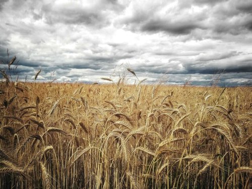 Trade War no Longer a Wild Card - Get Used to It - Wheat Crop Problems Only Add to the Pot