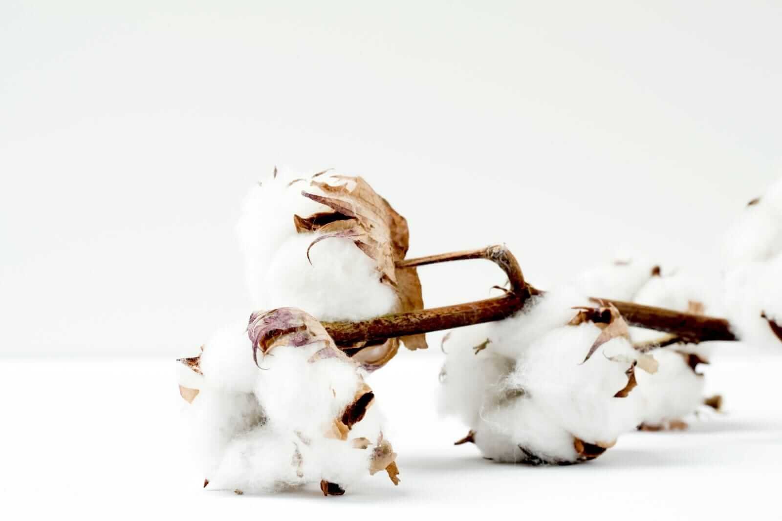 Cotton Losses Hold into Friday’s Midday