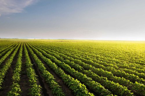 Chart of the Day - July Soybeans