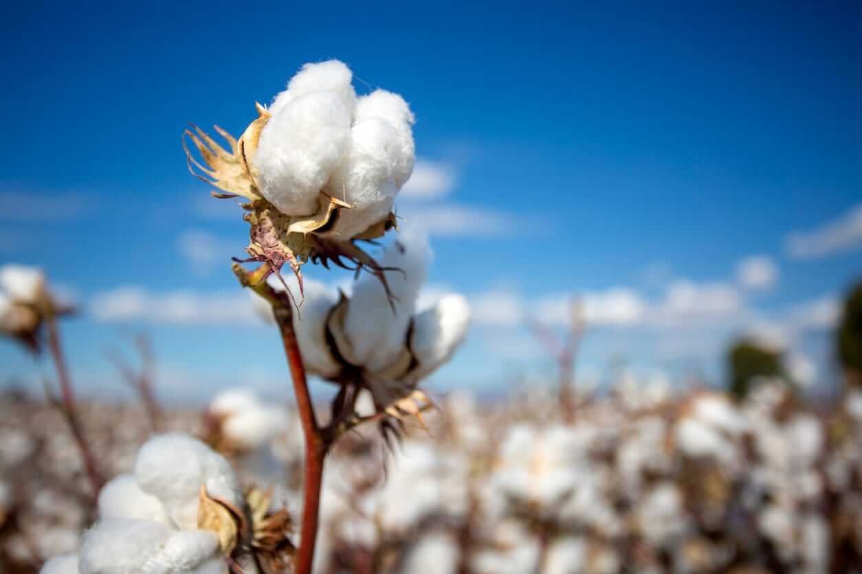 Cotton Looking At Steady Trade on Tuesday Morning