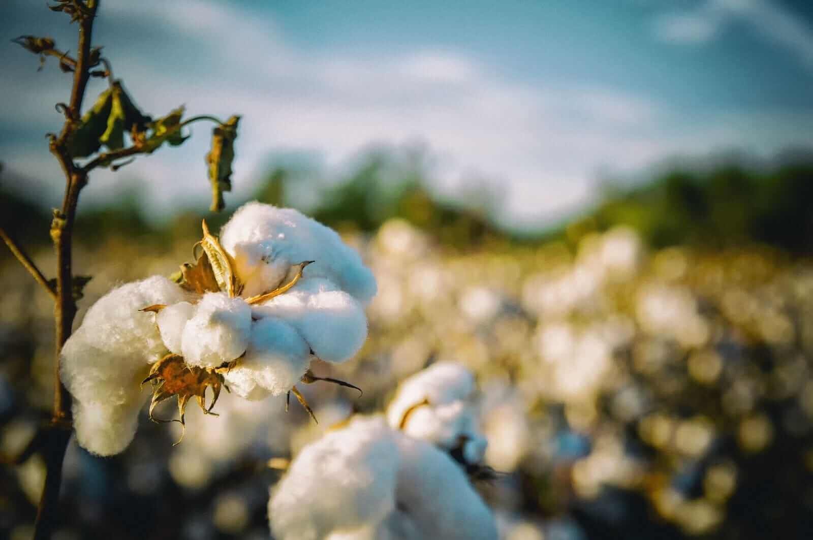 Cotton Off Morning Lows, but Holding Wednesday Losses