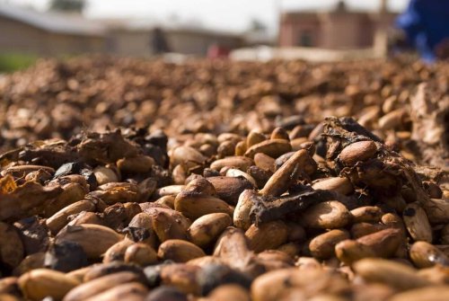 Cocoa Prices Erase Early Gains as the Dollar Rallies