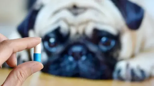 How to Avoid a Common but Very Damaging Veterinary Treatment