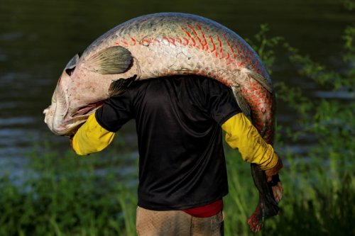 Pirarucu: Amazon's Giant Air-breathing Fish In Poachers' Sights