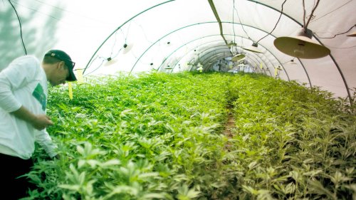 Why This Marijuana REIT Is Flying High