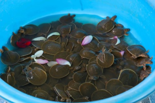 Hundreds Of Endangered Baby Giant Turtles Released Into Cambodian River