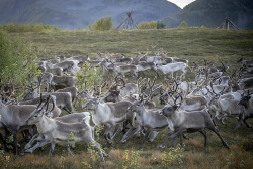 Crossing Glaciers And Fjords: Norwegian Reindeer Migrate For Winter