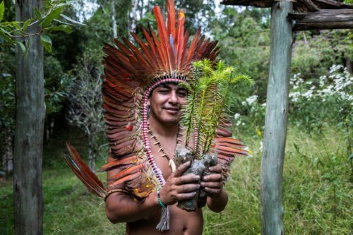 Brazil Indigenous Group Fights To Save Endangered Evergreen
