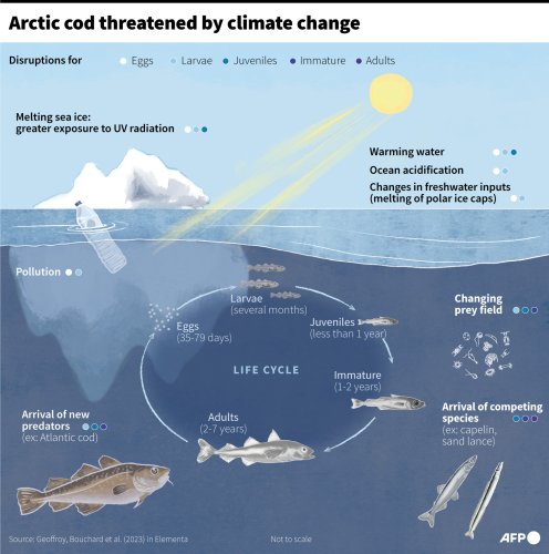 Arctic Cod Threatened By Climate Change