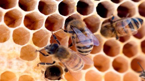 Roboter-Bienenstöcke: Israelisches Start-up erhält 80 Millionen US-Dollar