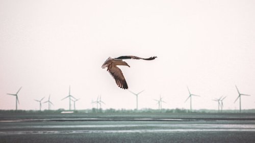 Tierschutz: Neues System soll Vögel vor Kollision mit Windrädern schützen