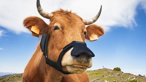 Masken für Kuh-Rülpser mit Klimaschutzpreis ausgezeichnet