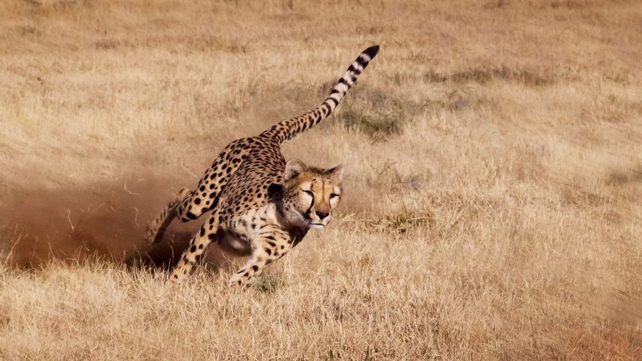 What Olympic runners can learn from cheetahs