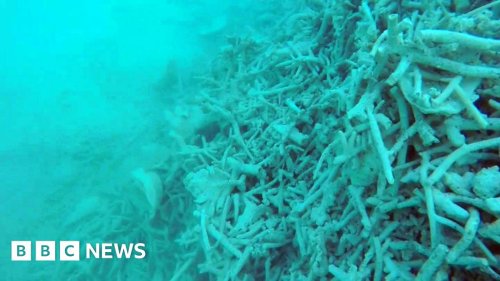 Why are Chinese fishermen destroying coral reefs in the South China Sea?